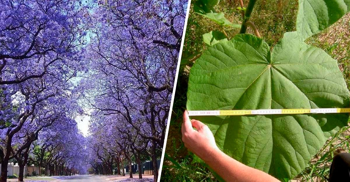 Conoce al Kiri, el árbol “mágico”