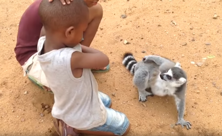 lemur chipil