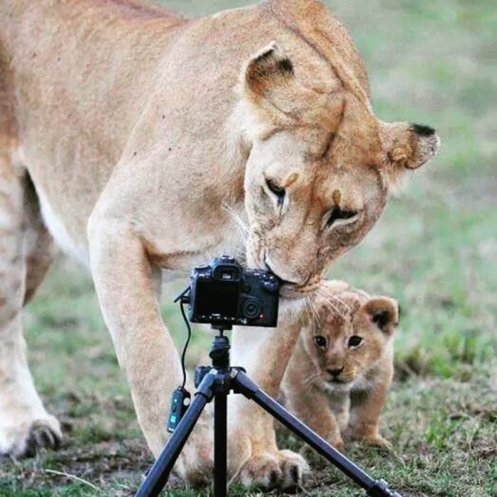 mamá leona y su cachorro 