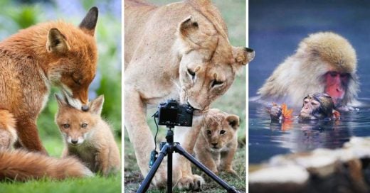 Cover fotografías de animales con sus crías