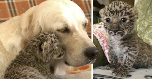 Cover una perra golden retriever adopta y amamanta a leopardo huérfano
