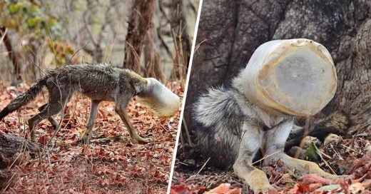 Cover Lobo pasó días con la cabeza atrapada en un contenedor