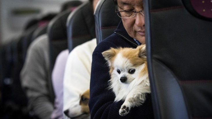 perrito con hombre en el avión 