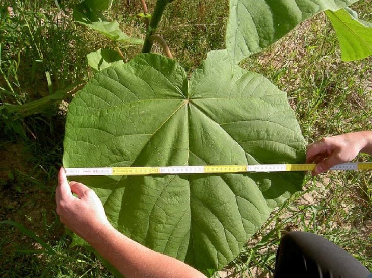 persona midiendo una hoja de kiri 