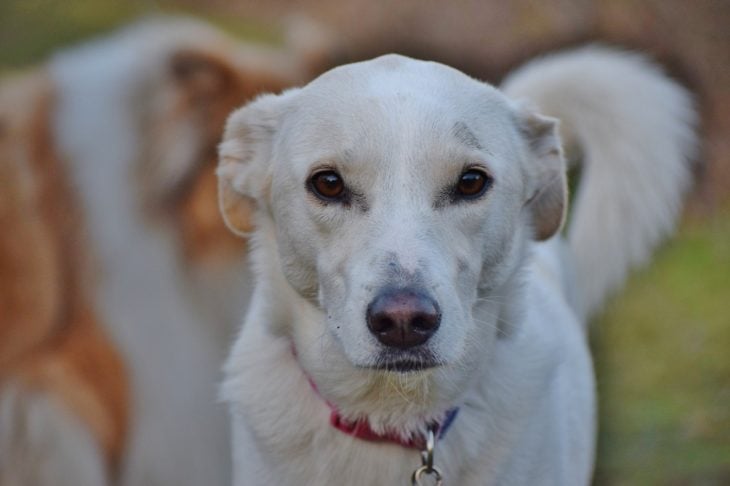 mirada triste de un perro callejero