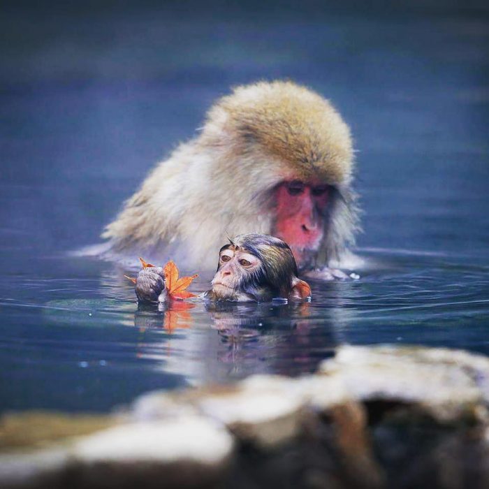 Mamá macaco y su cría nadando