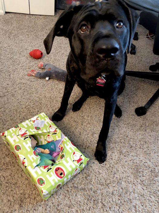 perrito destruyó un regalo 