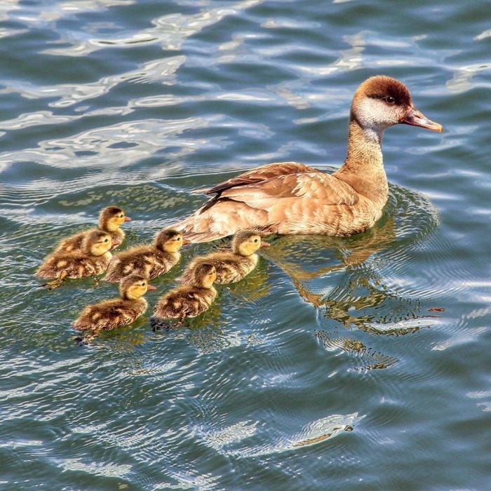 patita y sus patitos 