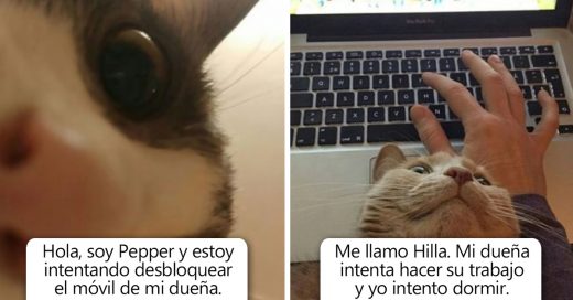 Cover Gatos malos siendo avergonzados públicamente por sus horribles crímenes