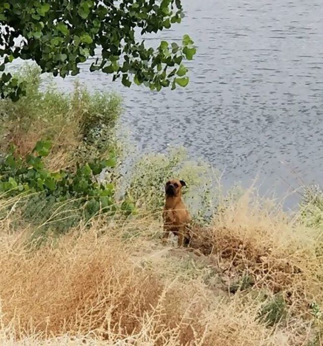 perrita abandonada encuentra hogar