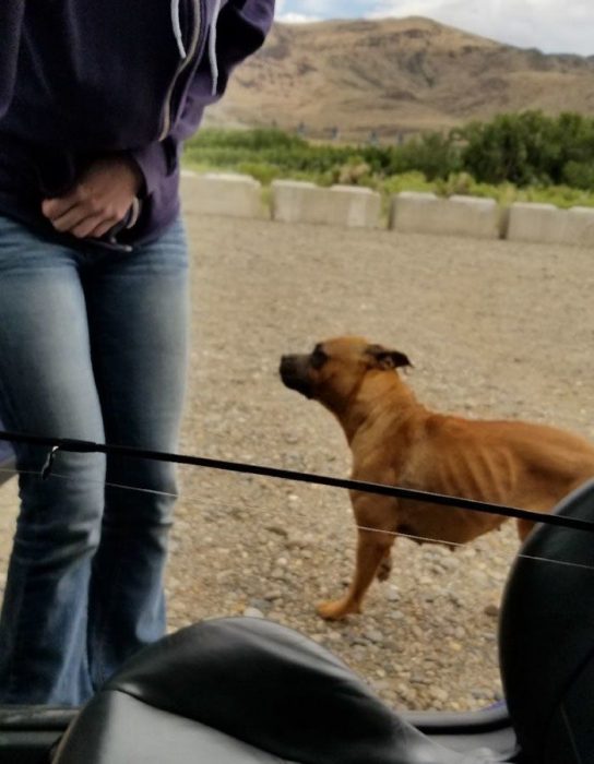 perrita abandonada encuentra un hogar