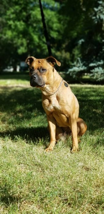 perrita abandonada encuentra un hogar