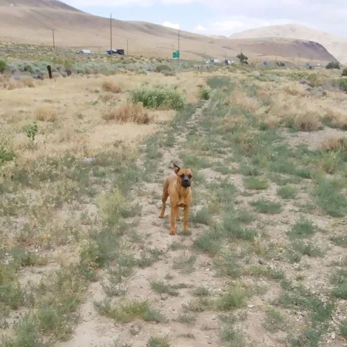 perrita abandonada encuentra hogar