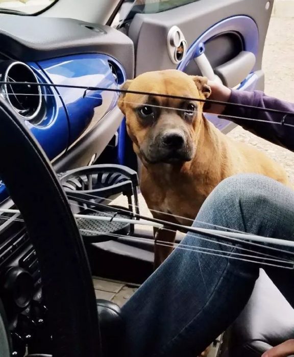 perrita abandonada encuentra hogar