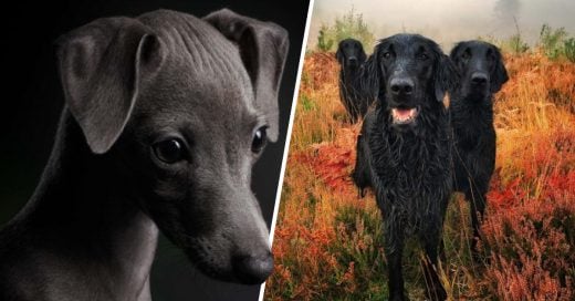 Cover Los peludos que ganaron en el concurso Fotógrafo de Perros del Año