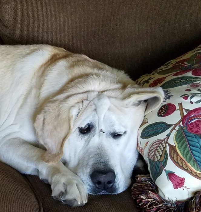 perrito cambio su vida