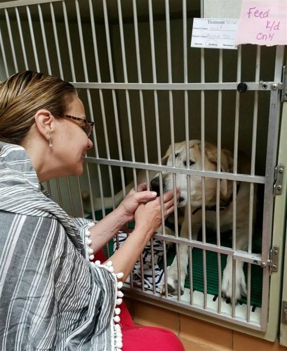 perrito cambio su vida