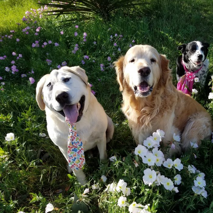 perrito cambio su vida