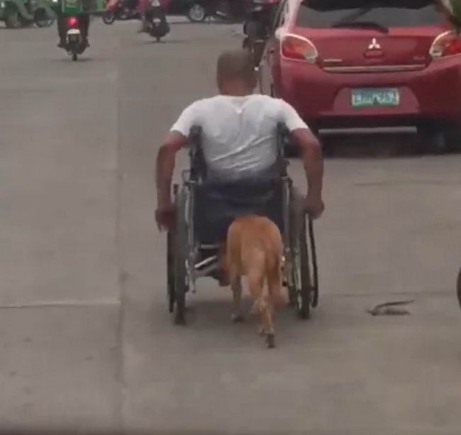 perrito empuja silla de ruedas