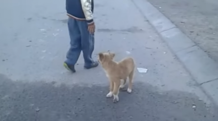 perrito seguía personas 