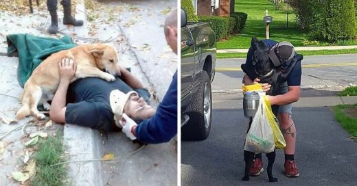 Cover Perritos que te acompañarían hasta el fin del mundo