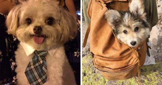 Cover Fotografías de cachorros que te pondrán de buen humor y derretirán tu corazón