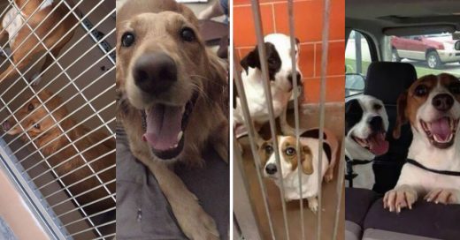 Cover Conmovedoras reacciones de perros al ser adoptados