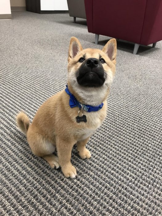 perritos hermosos