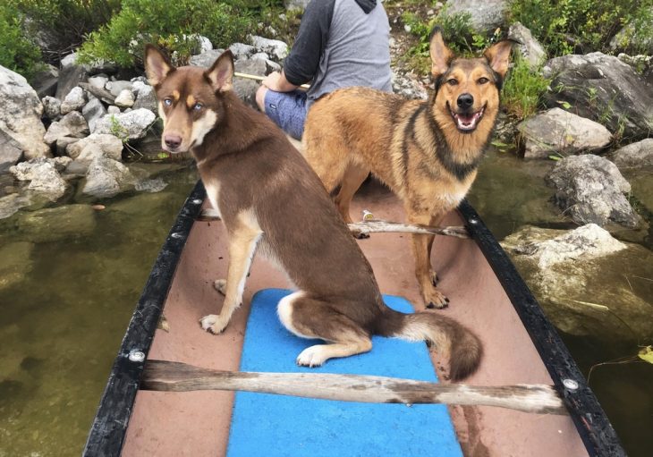 hermosos perritos