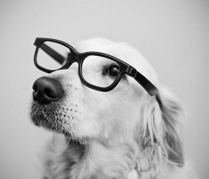 perritos inteligentes