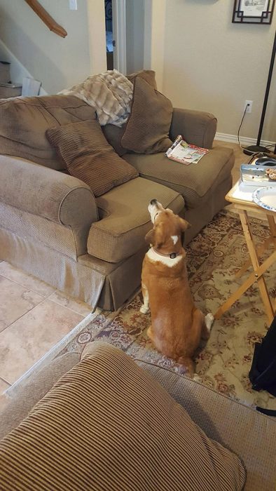 perritos pidiendo comida