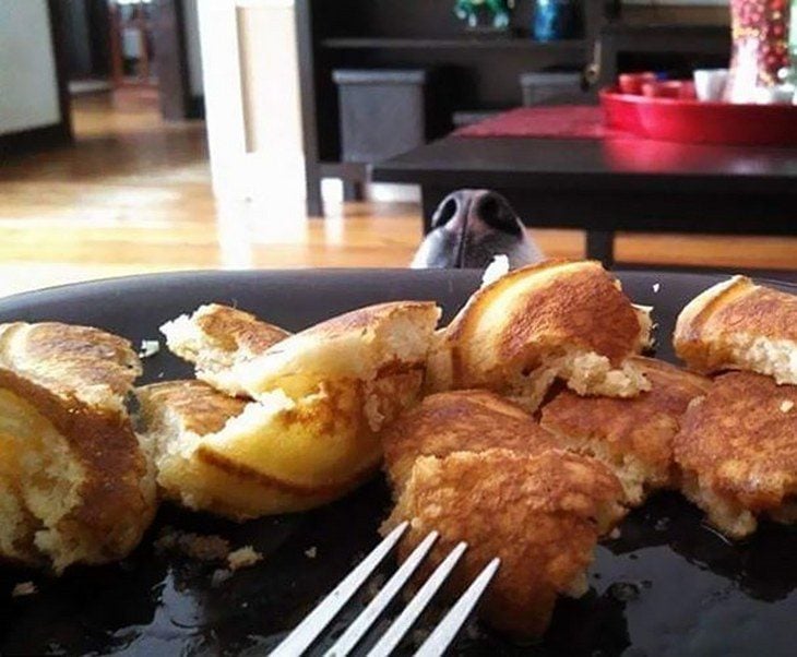 perritos pidiendo comida