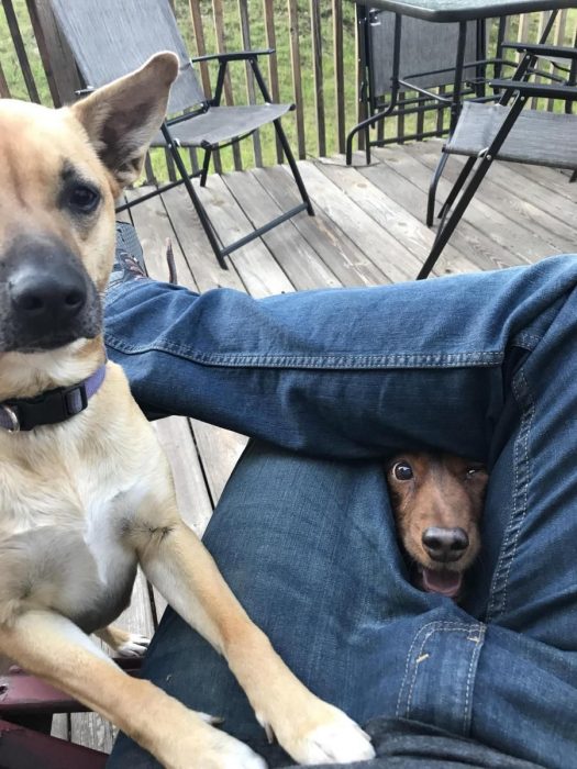 perritos pidiendo comida