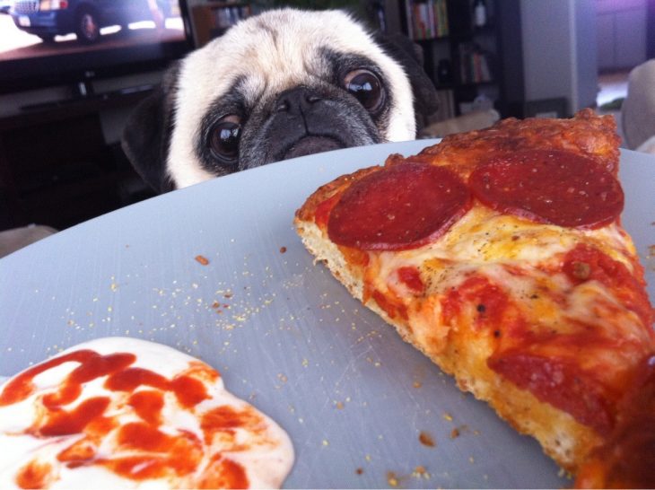 perritos pidiendo comida