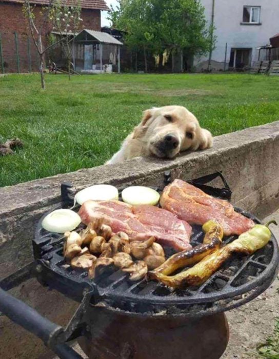 perritos pidiendo comida