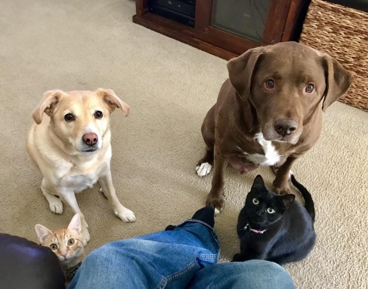 perritos pidiendo comida