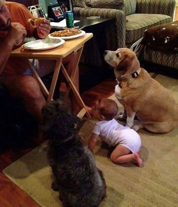 perritos pidiendo comida