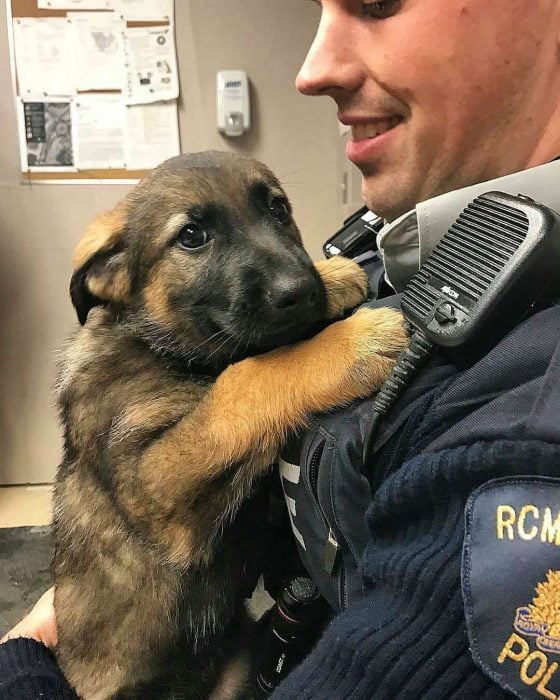 perros más productivos que tú