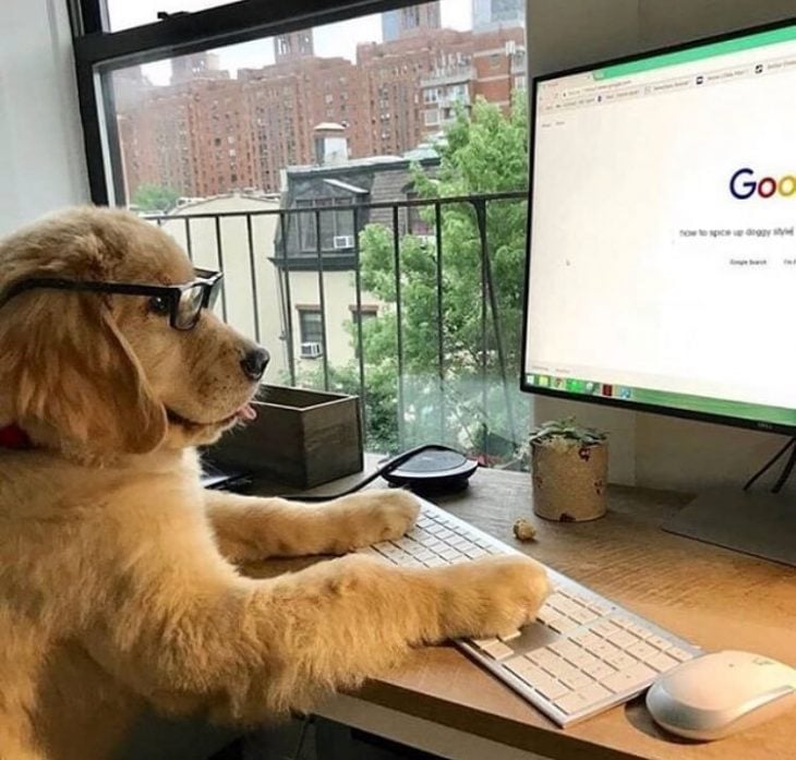 perros más productivos que tú