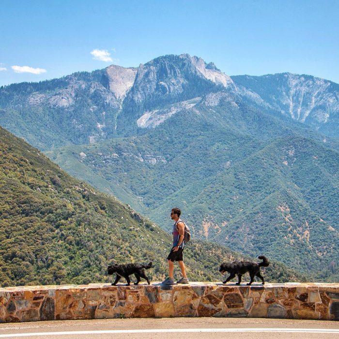 perritos viajeros