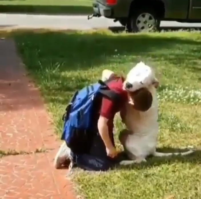 perro espera a su dueño