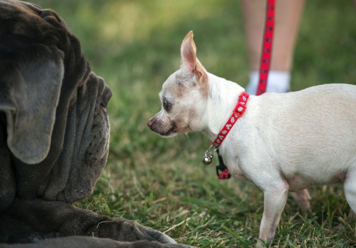 perritos más feos