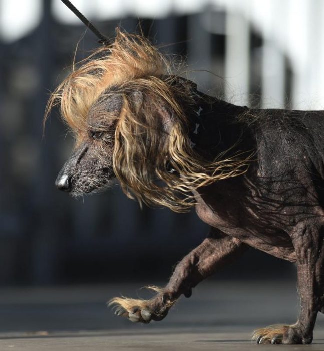 perritos más feos