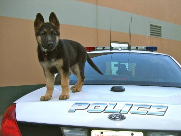 perritos haciendo cosas buenas por sus dueños