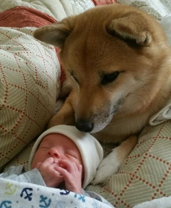 perritos haciendo cosas buenas por sus dueños