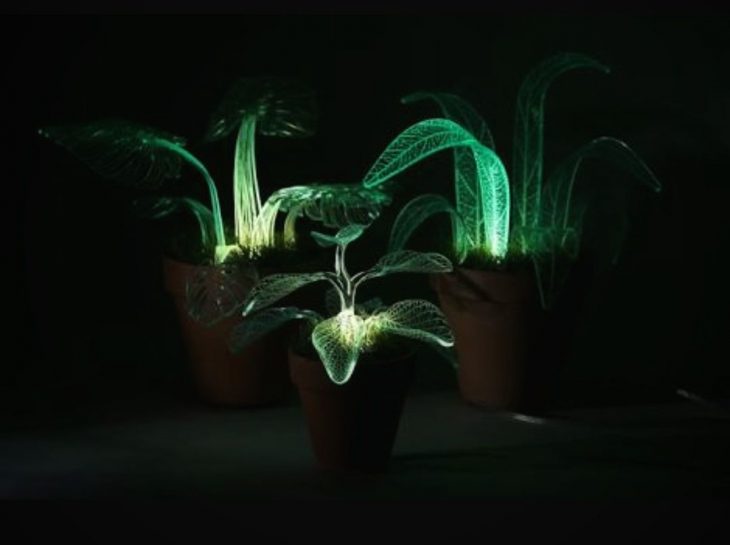 plantas bioluminiscentes