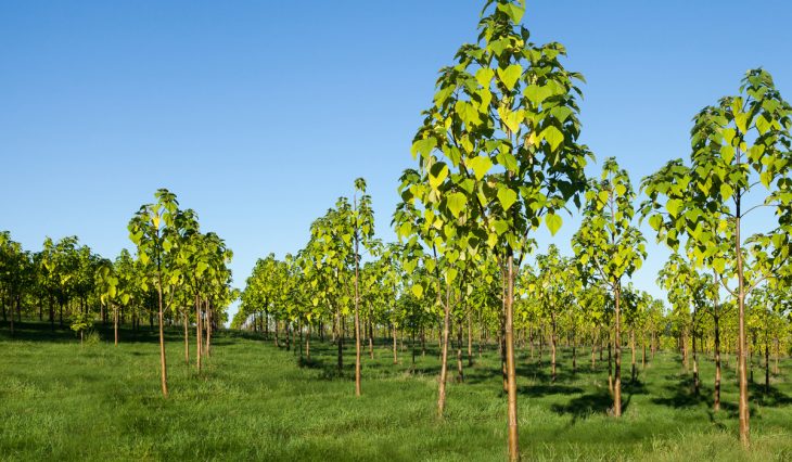 plantío de árbol kiri 