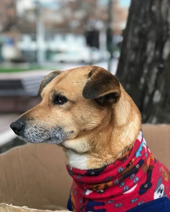 perrito con ropita 