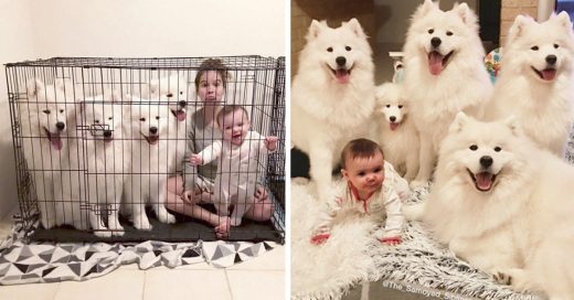 Cover Mujer comparte fotos de su familia y sus perros Samoyedos