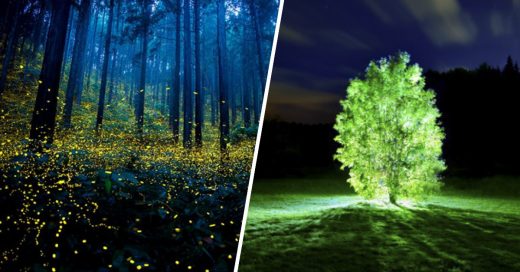 Cover Científicos crean árboles bioluminiscentes para iluminar las calles sin usar electricidad